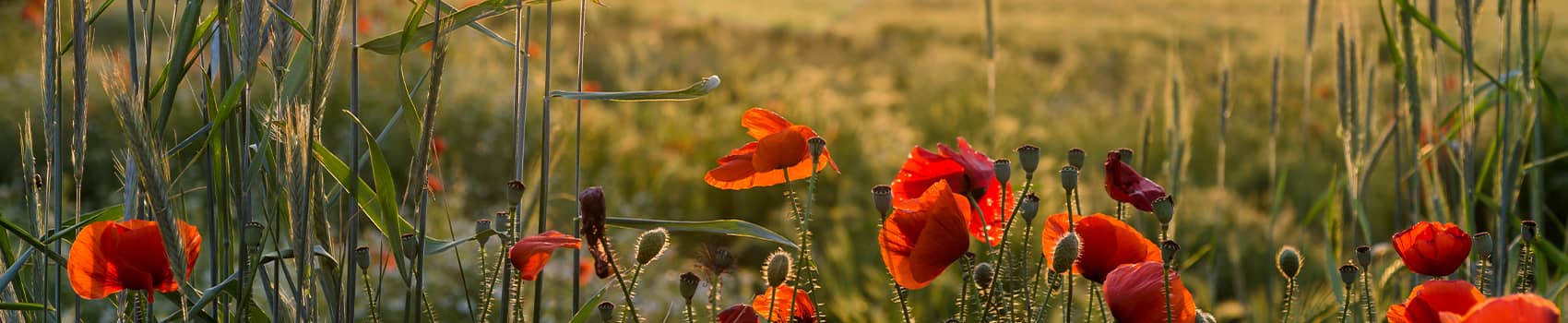 coquelicot